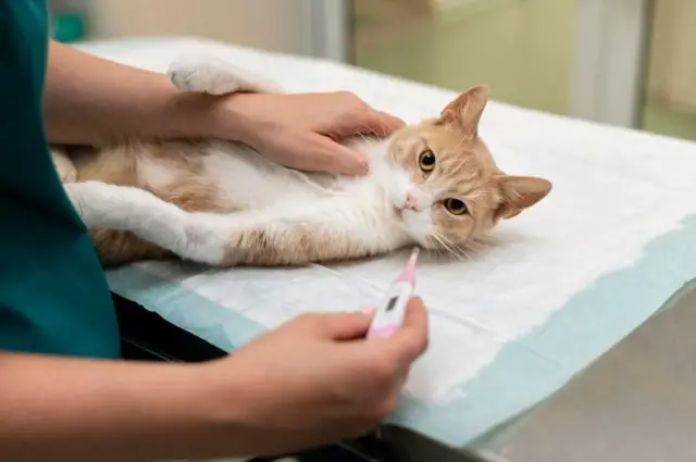 staph infection in cats