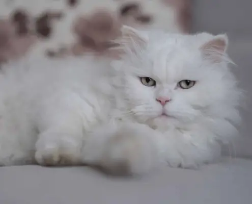 burmilla longhair cats