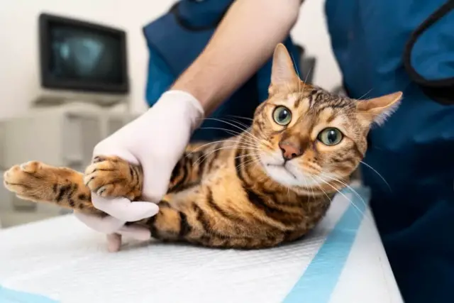 bone diseases for cats