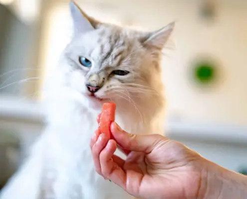 fruits for cats