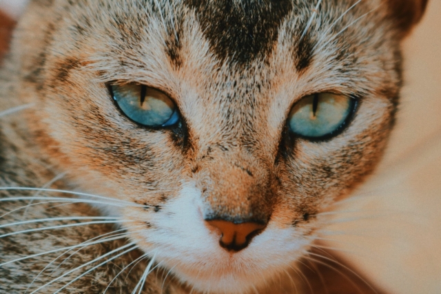 fungal infections for cats