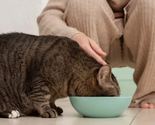 healthy weight for cats