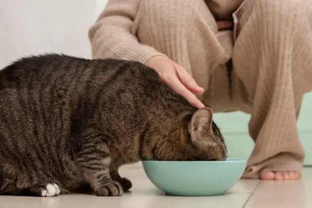 healthy weight for cats