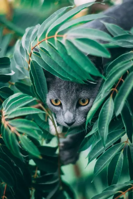 jungle curl cat breed