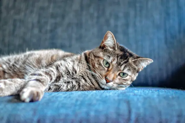 Indoor Cats: How to Create an Enriching Environment for Your Feline Friend