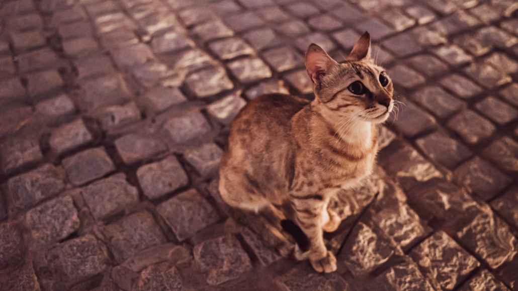 Feline Leukemia Virus Explained | CatBuzz