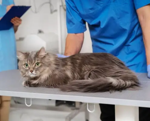 neurological issues for cats