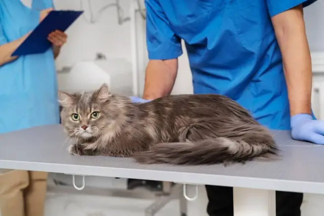 neurological issues for cats