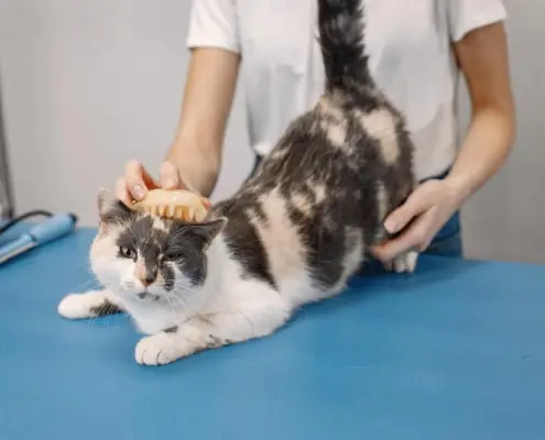 orthopedic care for cats