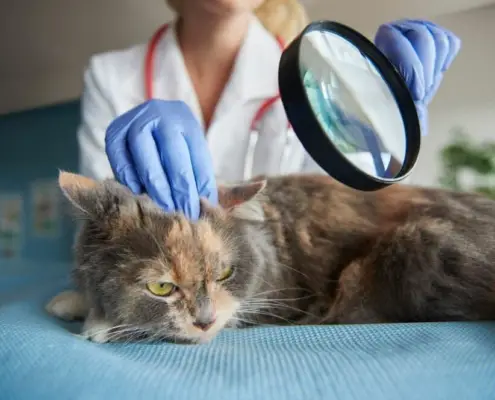 vestibular problems in cats
