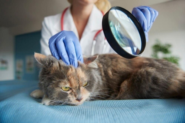 vestibular problems in cats