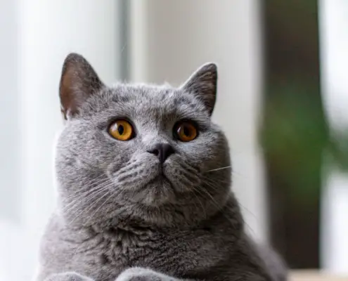 British Shorthair