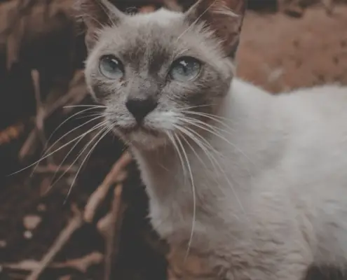 Burmese Cat