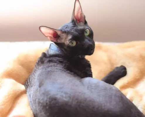 Cornish Rex