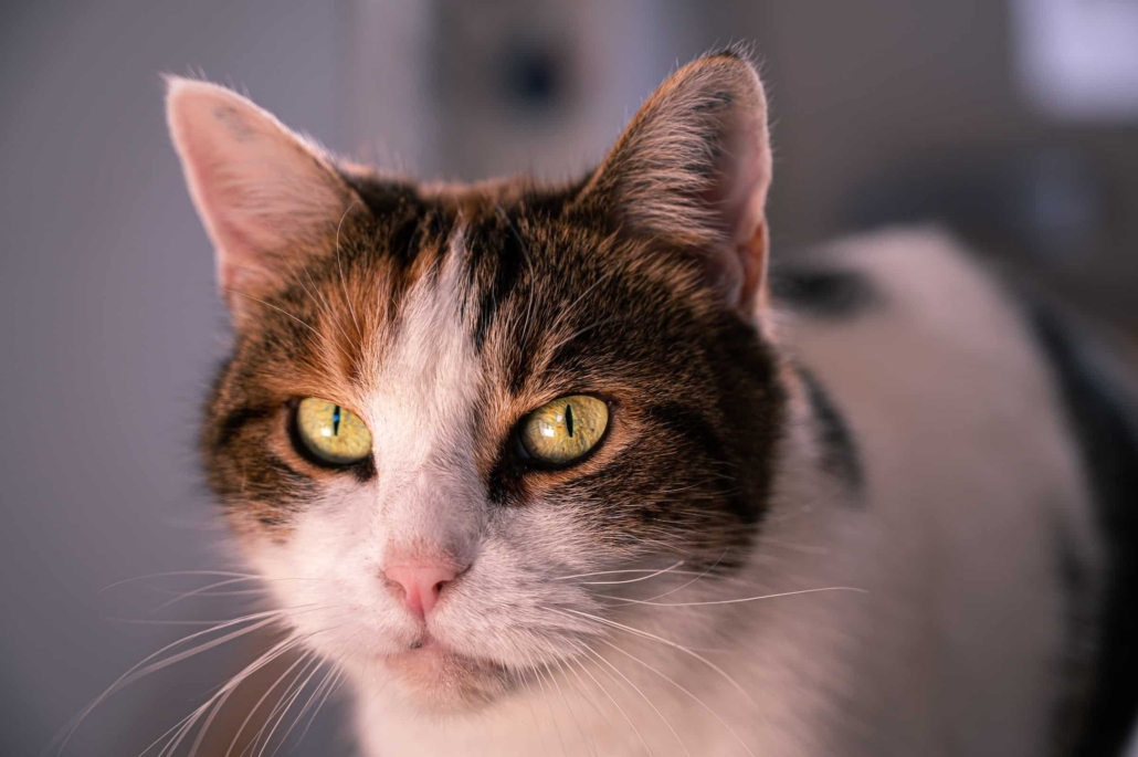All About The European Shorthair Cat Breed | CatBuzz
