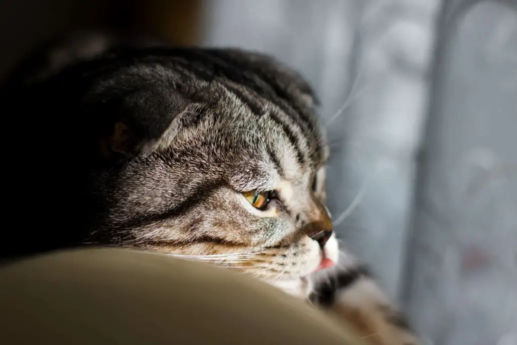 All About The Russian Tabby Cat And It's Beauty | CatBuzz