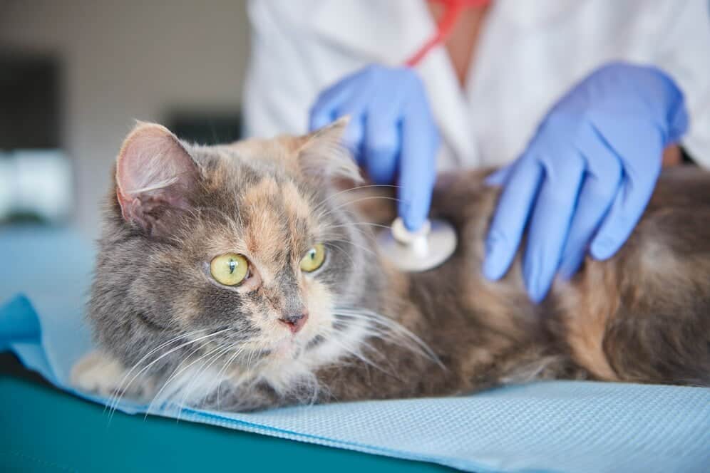 Preventing And Managing Pneumonia In Cats | CatBuzz