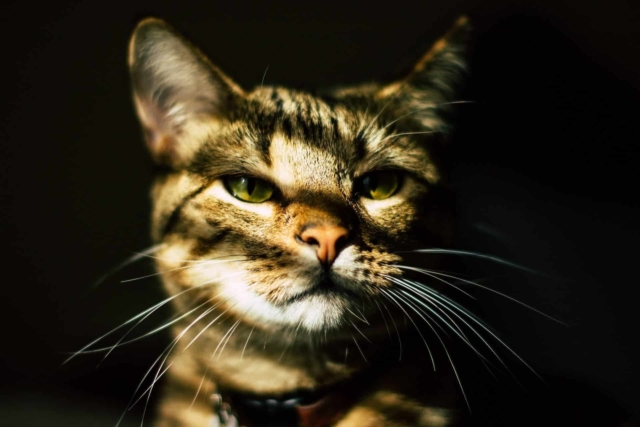 aggression in aging cats