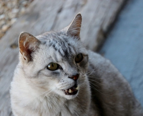 behavior of hissing in cats