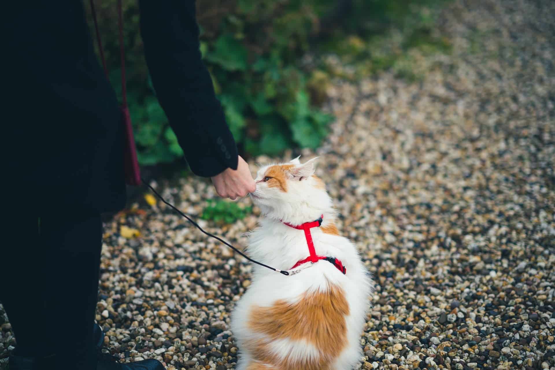 Cat Training 101 - Unlock Secrets To A Happy Cat | CatBuzz