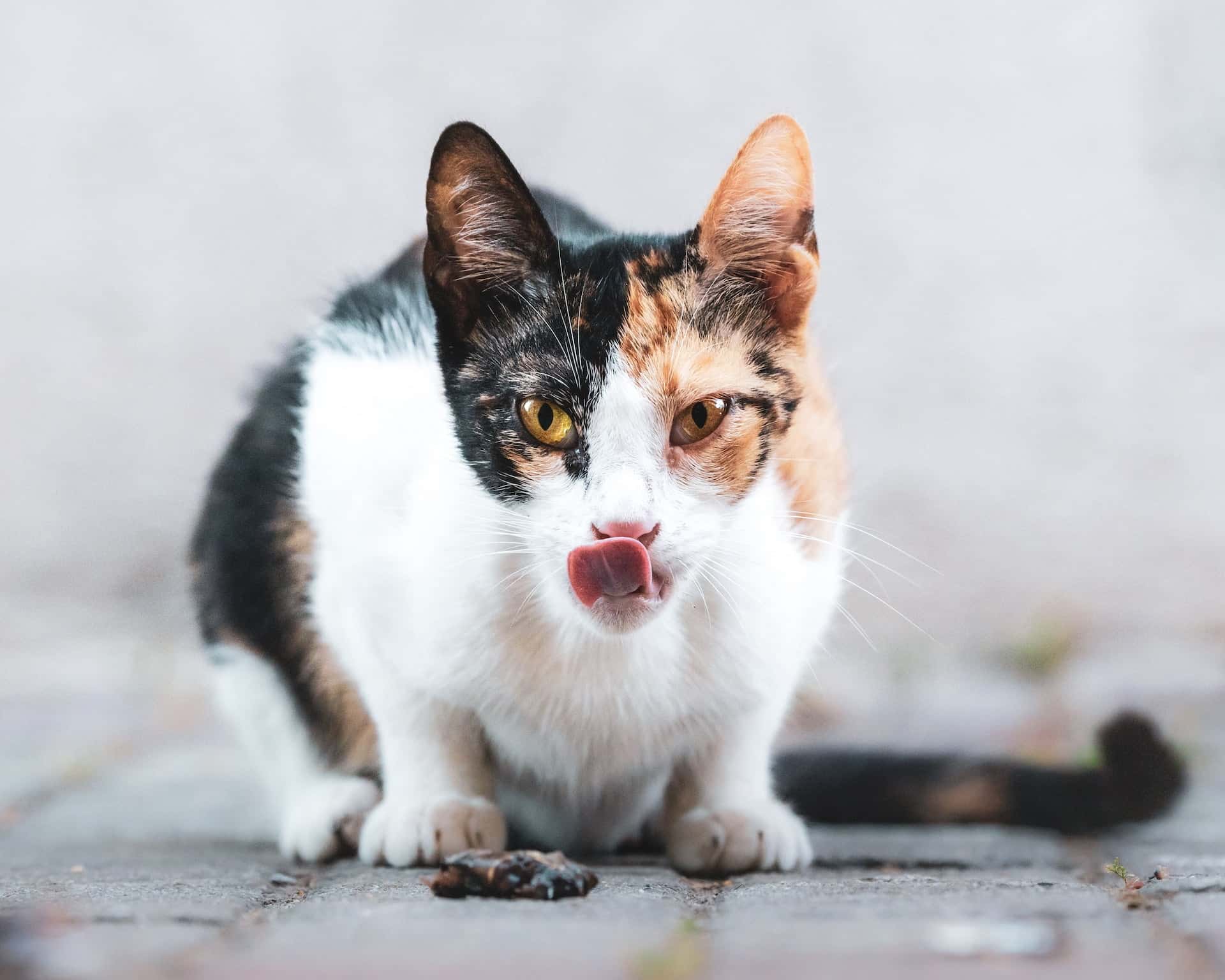 Understanding The Science Behind Cat Urine Odor | CatBuzz 