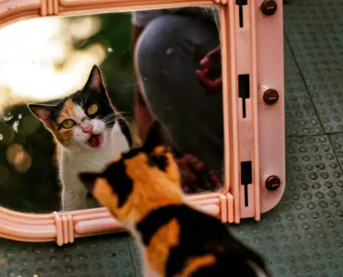 cats and their reflection