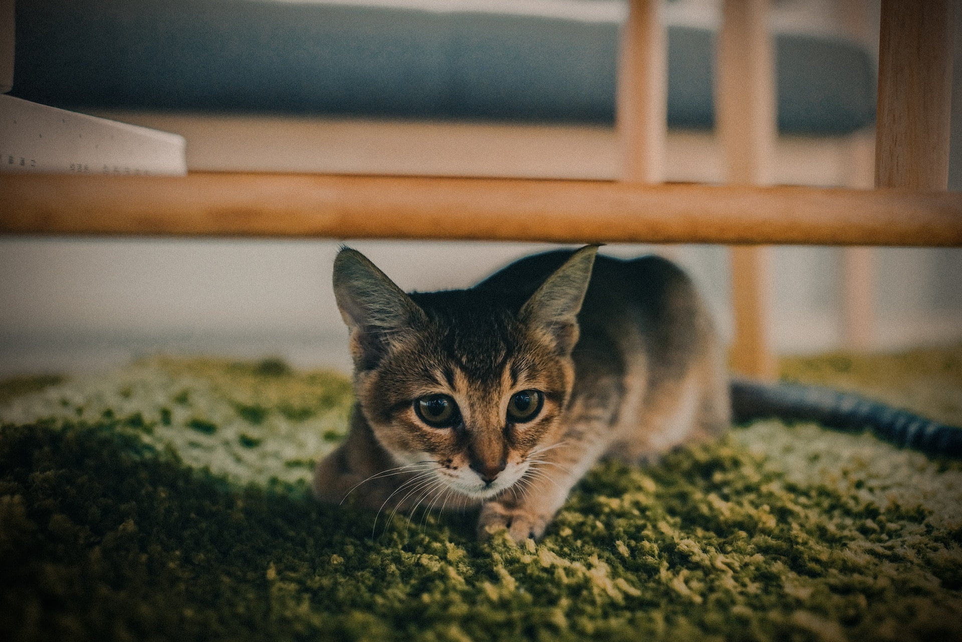 Evolutionary Reasons For Cats' Aversion To Water | CatBuzz - Cats Water Aversion Therapy