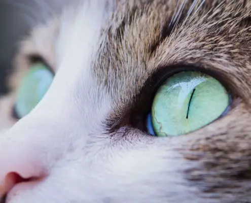 cats color vision