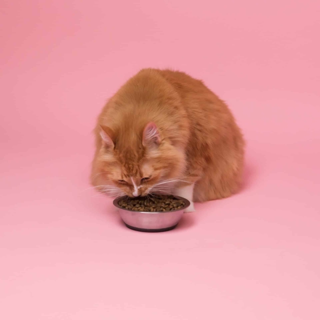 cats eat dog food