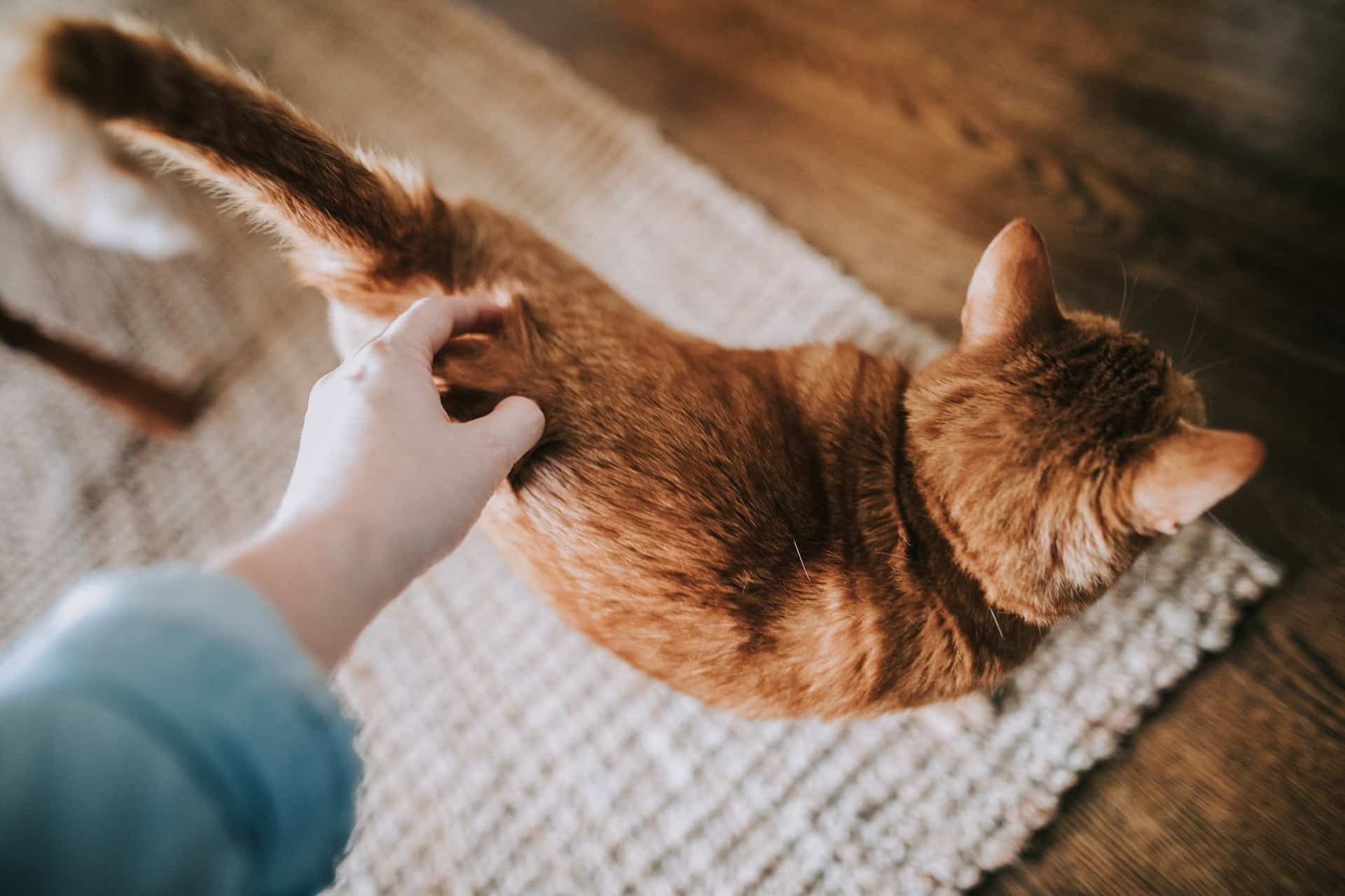 The Psychology Behind Cats Rubbing Against Legs Catbuzz