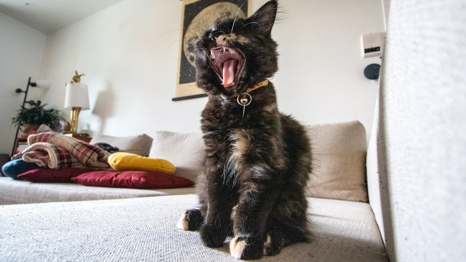 All About Lethal Hunting Skills Of Domestic Cats CatBuzz