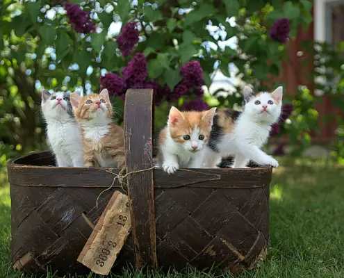 group of cats