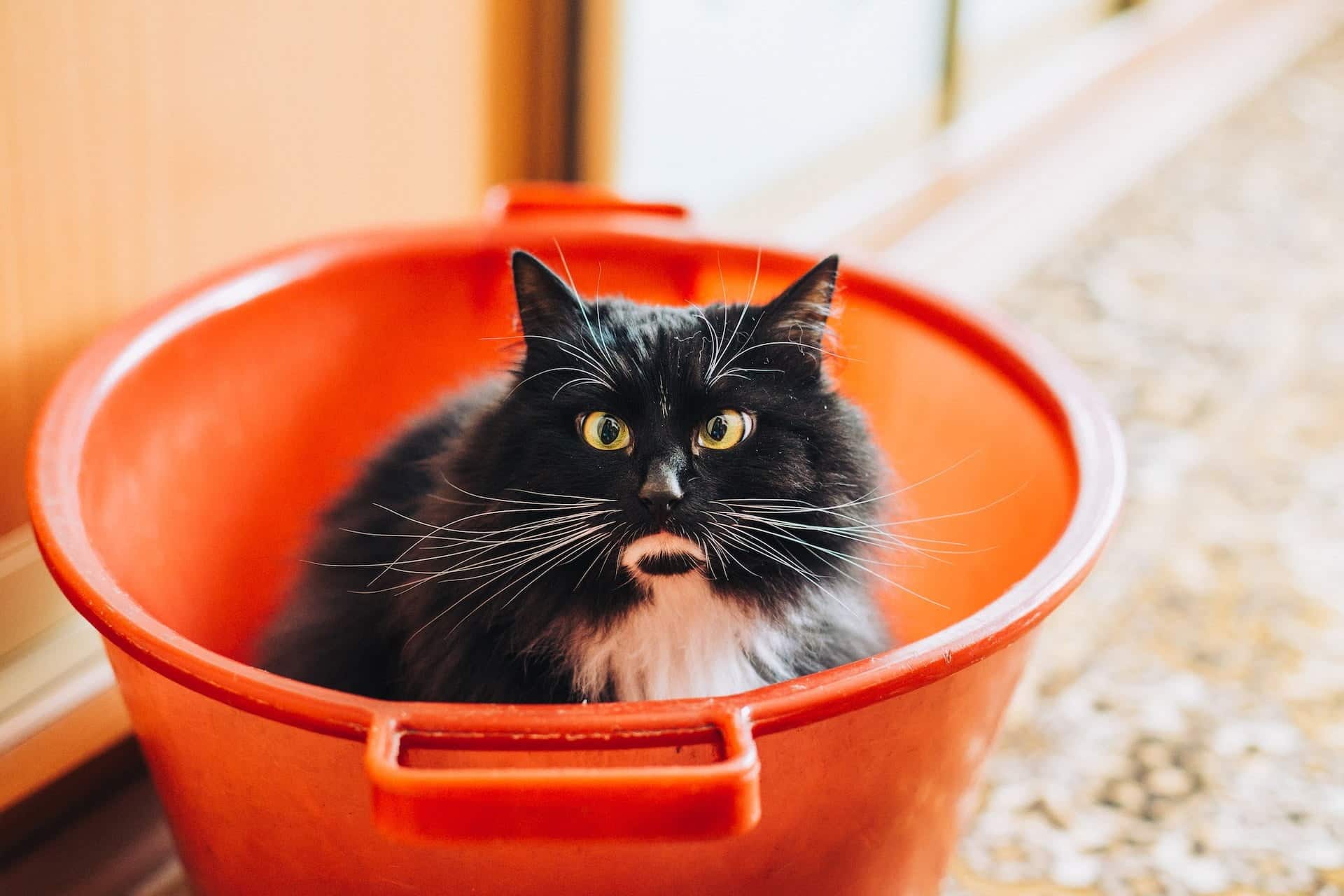 All About Understanding Why Cats Love To Play 