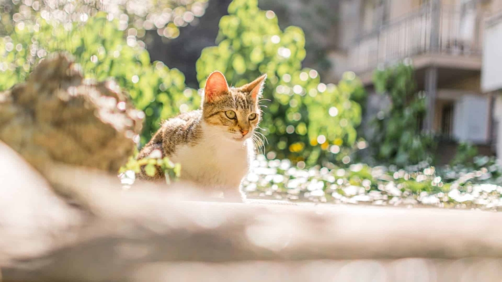 The Instinctual Behavior Of Burying Waste For Cats | CatBuzz
