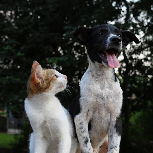 rivalry between cats and dogs