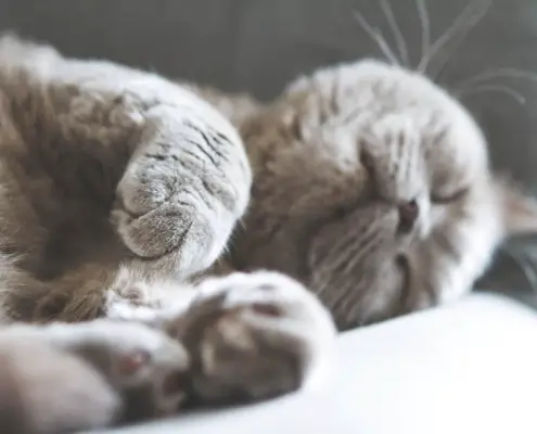 soft cat paws