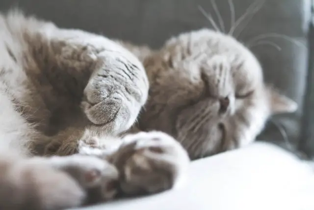 soft cat paws