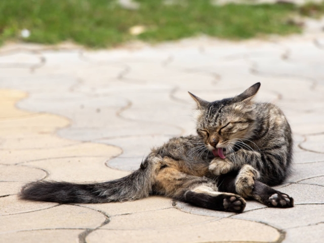 understanding why cats lick themselves so much