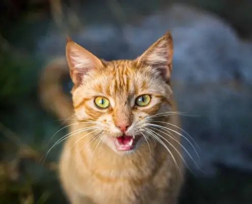 understanding cat yowling behavior