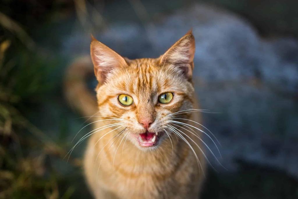 understanding cat yowling behavior