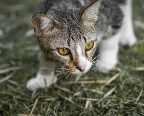 understanding cats' predatory behavior