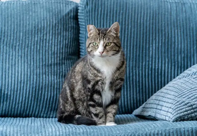 understanding why cats scratch furniture