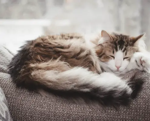 understanding your cat's sleeping patterns