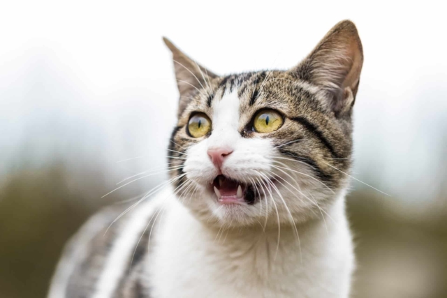 understanding why cats drool