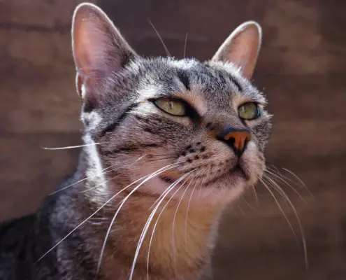 unique eyelid structure of cats
