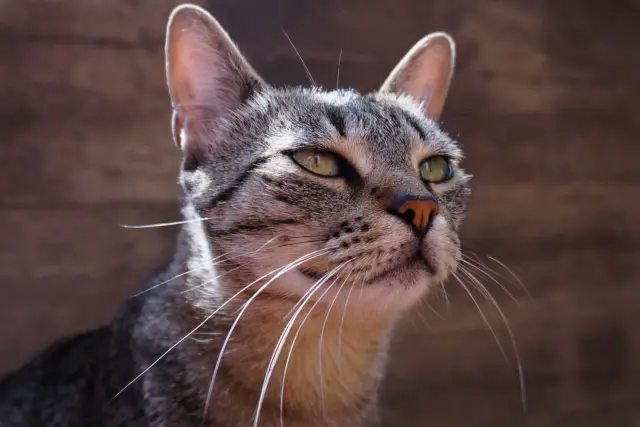 unique eyelid structure of cats