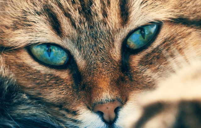 why cats blink slowly