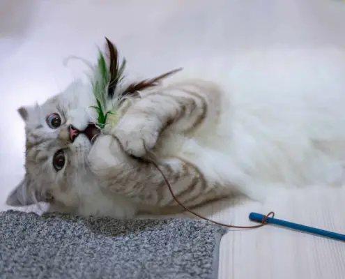 why cats hate feather dusters