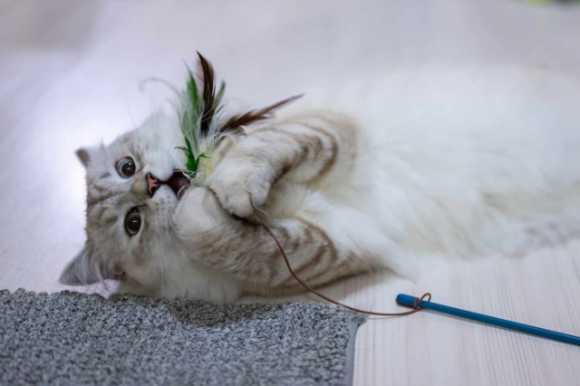 why cats hate feather dusters