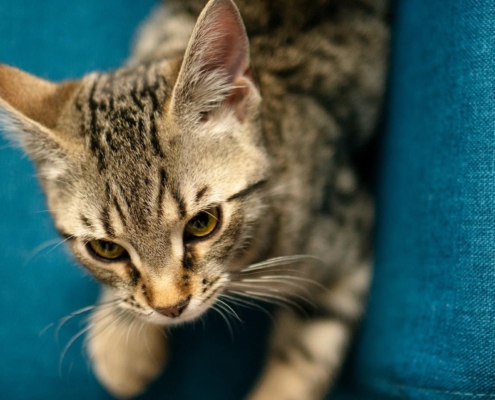 why cats move their ears